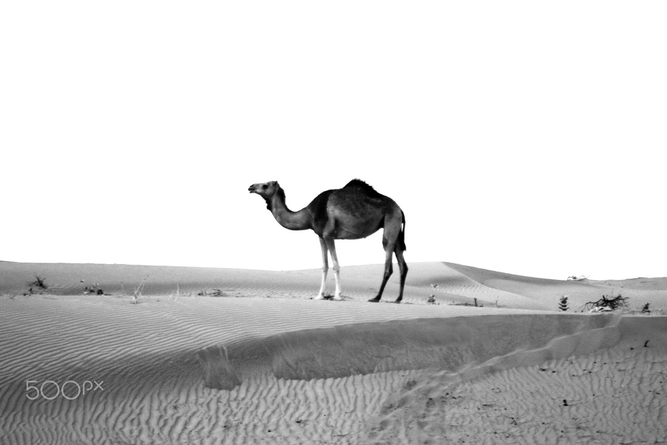 Dubai & Abu Dhabi photo 6