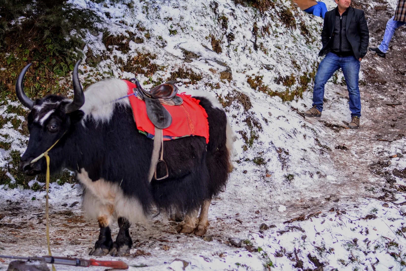 Himachal Tour Package photo 2